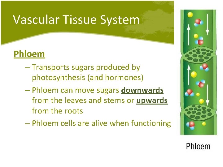 Vascular Tissue System Phloem – Transports sugars produced by photosynthesis (and hormones) – Phloem Vascular Tissue System Phloem – Transports sugars produced by photosynthesis (and hormones) – Phloem