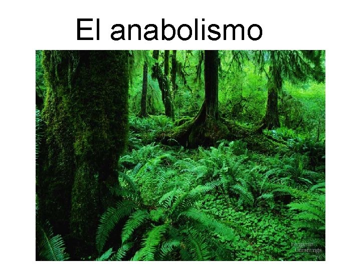 El anabolismo 