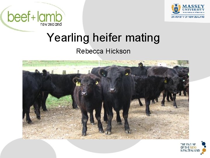 Yearling heifer mating Rebecca Hickson 