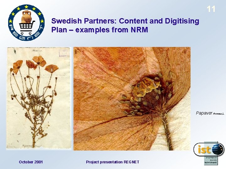 11 Swedish Partners: Content and Digitising Plan – examples from NRM Papaver rhoeas, L