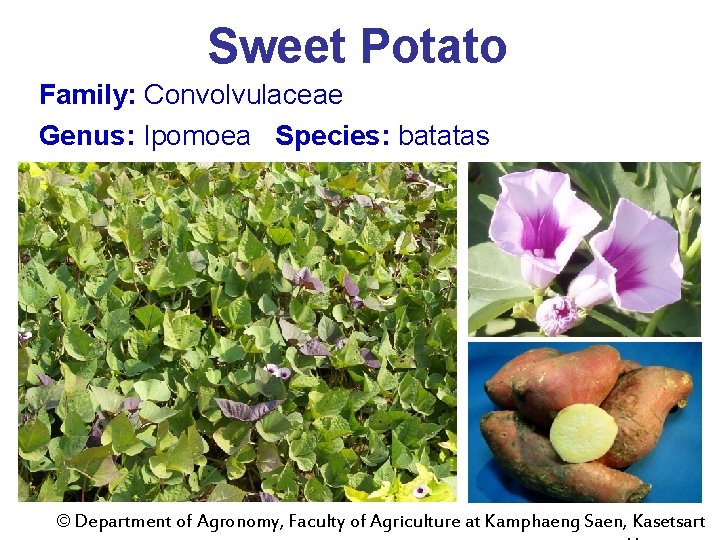 Sweet Potato Family: Convolvulaceae Genus: Ipomoea Species: batatas © Department of Agronomy, Faculty of