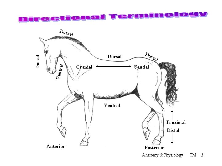 Dors ral Dorsal Cranial Do rsa l Caudal Vent Dorsal al Ventral Proximal Distal