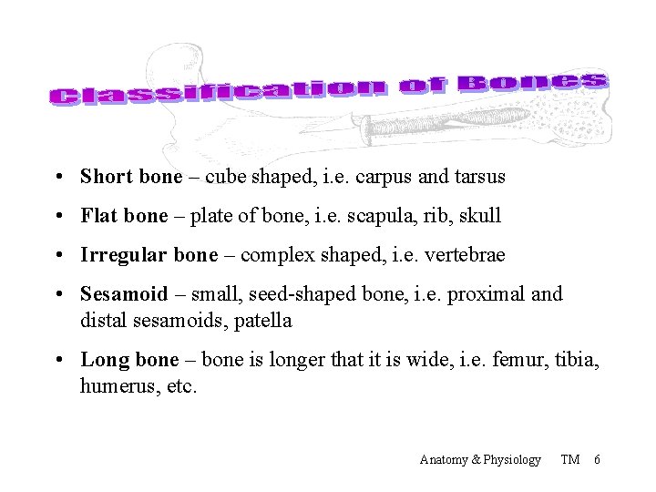  • Short bone – cube shaped, i. e. carpus and tarsus • Flat