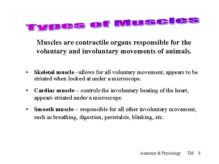 Muscles are contractile organs responsible for the voluntary and involuntary movements of animals. •