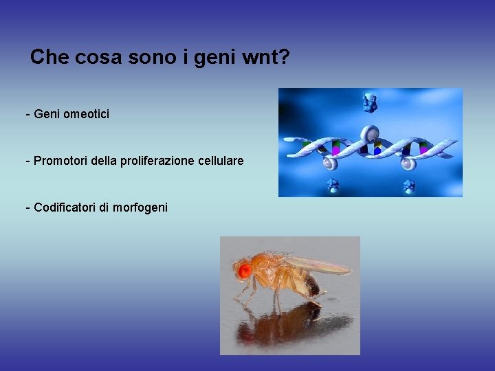 Che cosa sono i geni wnt? - Geni omeotici - Promotori della proliferazione cellulare