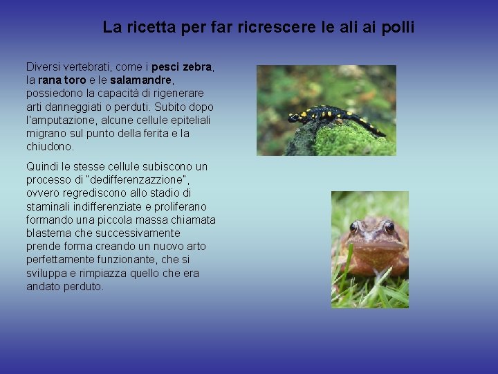 La ricetta per far ricrescere le ali ai polli Diversi vertebrati, come i pesci