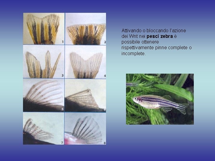 Attivando o bloccando l’azione dei Wnt nei pesci zebra è possibile ottenere rispettivamente pinne