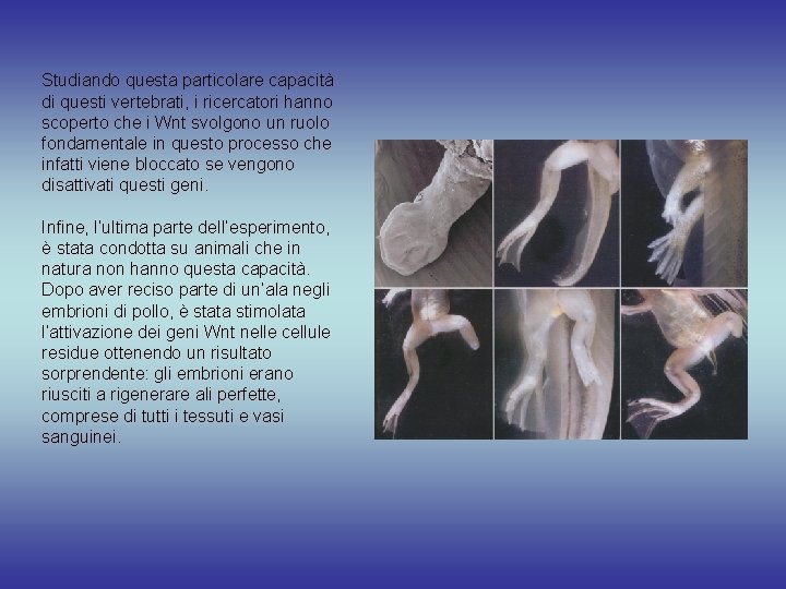 Studiando questa particolare capacità di questi vertebrati, i ricercatori hanno scoperto che i Wnt