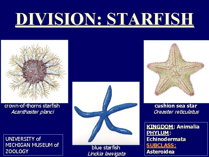 DIVISION: STARFISH crown-of-thorns starfish cushion sea star Acanthaster planci UNIVERSITY of MICHIGAN MUSEUM of