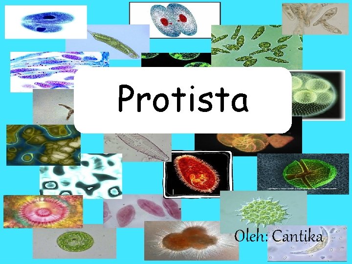 Protista Oleh: Cantika 