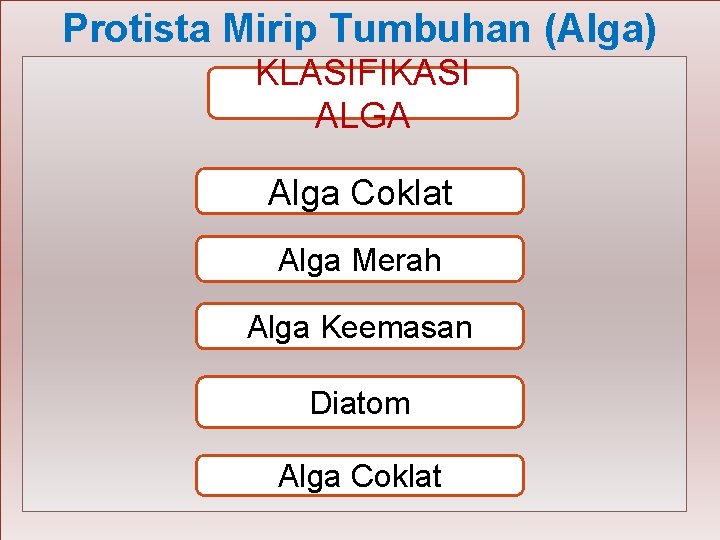 Protista Mirip Tumbuhan (Alga) KLASIFIKASI ALGA Alga Coklat Alga Merah Alga Keemasan Diatom Alga