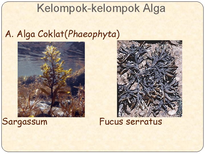 Kelompok-kelompok Alga A. Alga Coklat(Phaeophyta) Sargassum Fucus serratus 