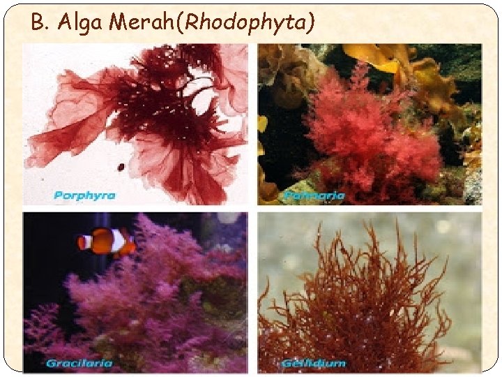 B. Alga Merah(Rhodophyta) 