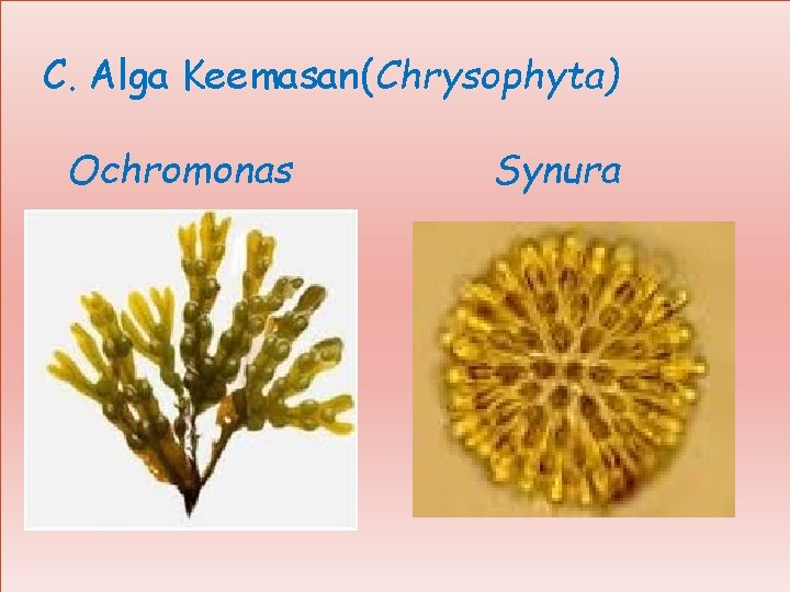 C. Alga Keemasan(Chrysophyta) Ochromonas Synura 