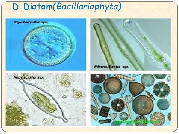 D. Diatom(Bacillariophyta) 