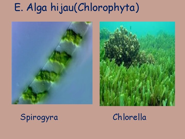 E. Alga hijau(Chlorophyta) Spirogyra Chlorella 