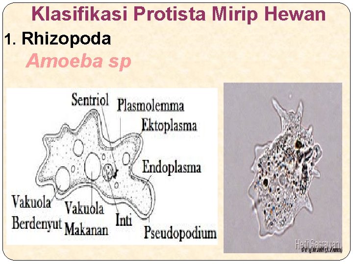 Klasifikasi Protista Mirip Hewan 1. Rhizopoda Amoeba sp 