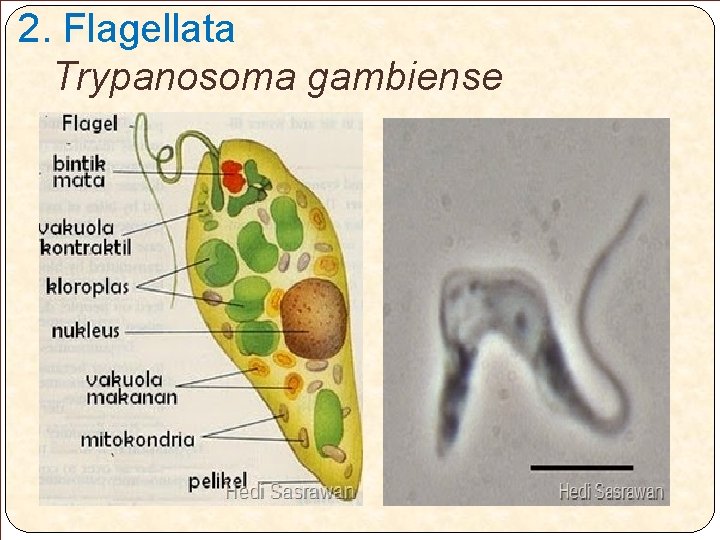 2. Flagellata Trypanosoma gambiense 