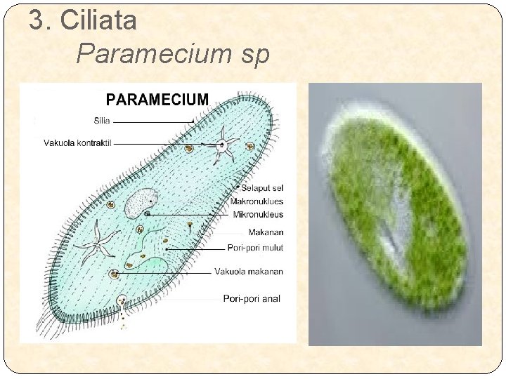 3. Ciliata Paramecium sp 