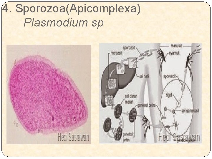 4. Sporozoa(Apicomplexa) Plasmodium sp 