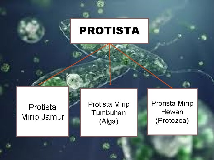 PROTISTA Protista Mirip Jamur Protista Mirip Tumbuhan (Alga) Prorista Mirip Hewan (Protozoa) 