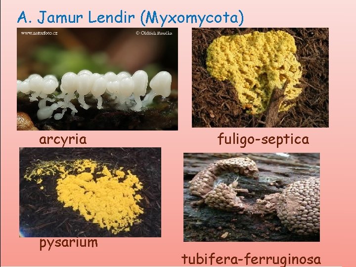 A. Jamur Lendir (Myxomycota) arcyria pysarium fuligo-septica tubifera-ferruginosa 