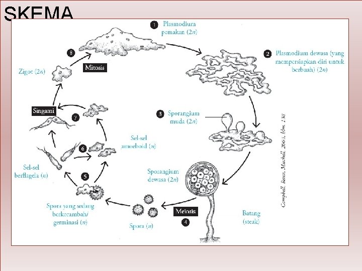 SKEMA 