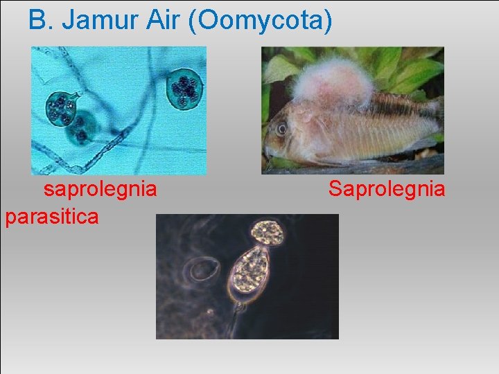 B. Jamur Air (Oomycota) saprolegnia parasitica Saprolegnia 