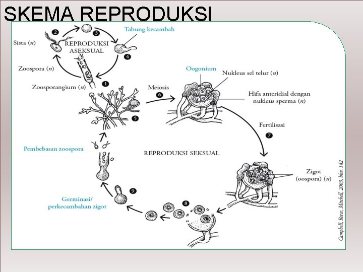 SKEMA REPRODUKSI 