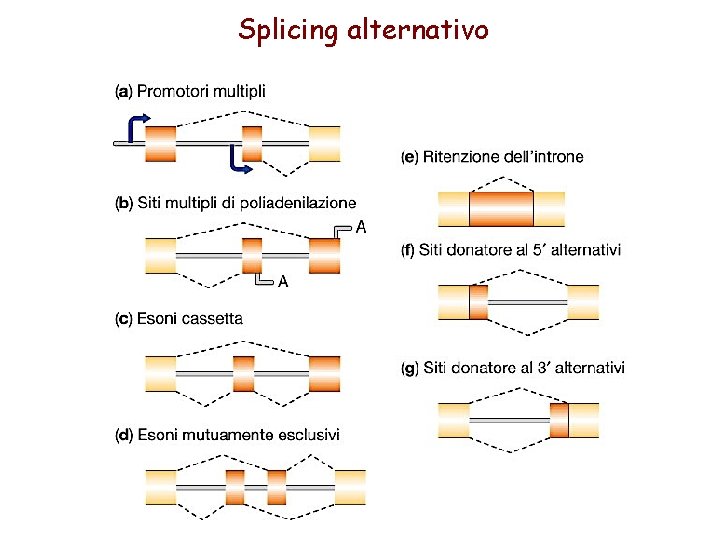 Splicing alternativo 