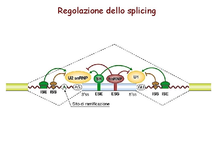Regolazione dello splicing 