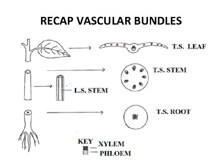 RECAP VASCULAR BUNDLES 