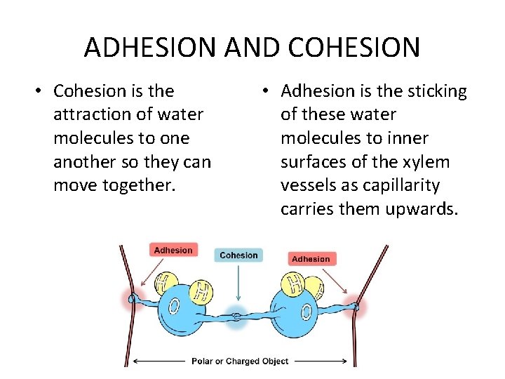 ADHESION AND COHESION • Cohesion is the attraction of water molecules to one another