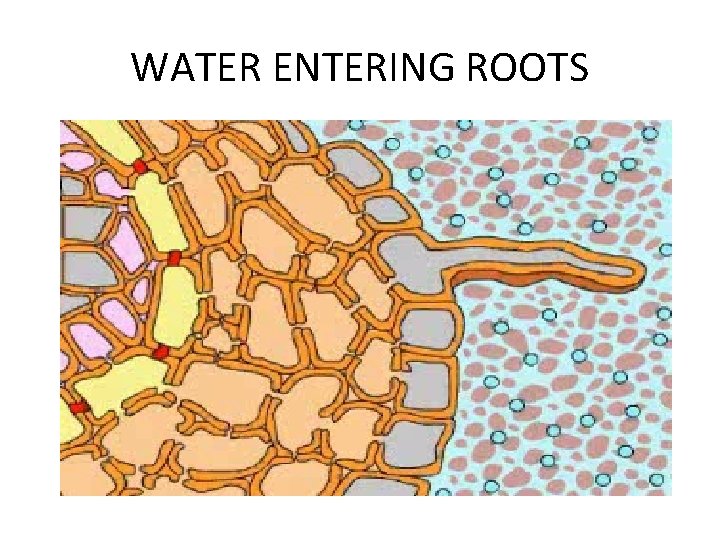 WATER ENTERING ROOTS 