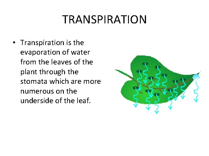 TRANSPIRATION • Transpiration is the evaporation of water from the leaves of the plant