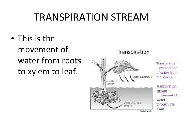 TRANSPIRATION STREAM • This is the movement of water from roots to xylem to