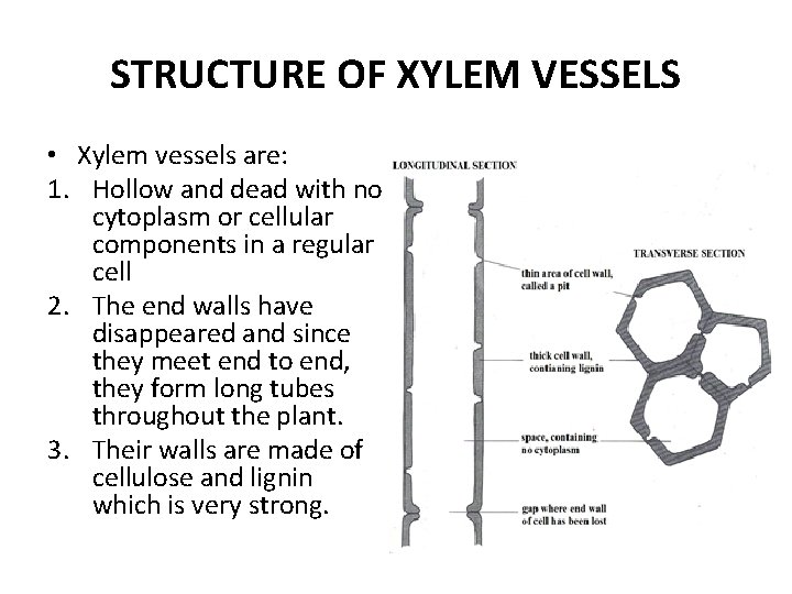 STRUCTURE OF XYLEM VESSELS • Xylem vessels are: 1. Hollow and dead with no