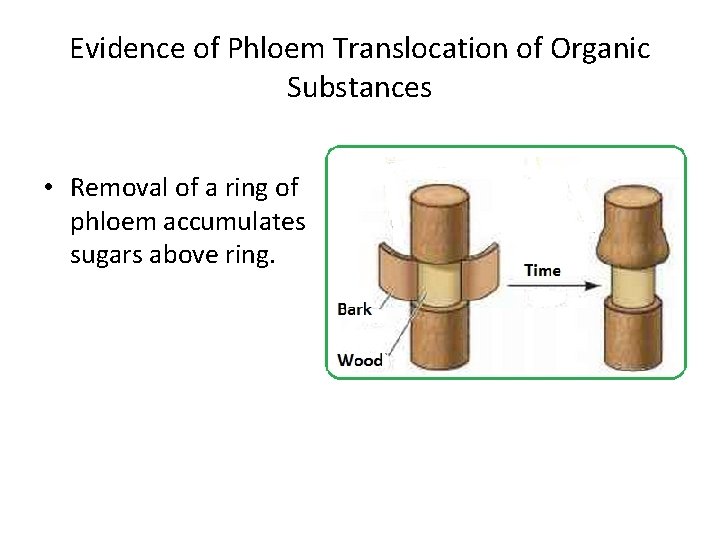 Evidence of Phloem Translocation of Organic Substances • Removal of a ring of phloem