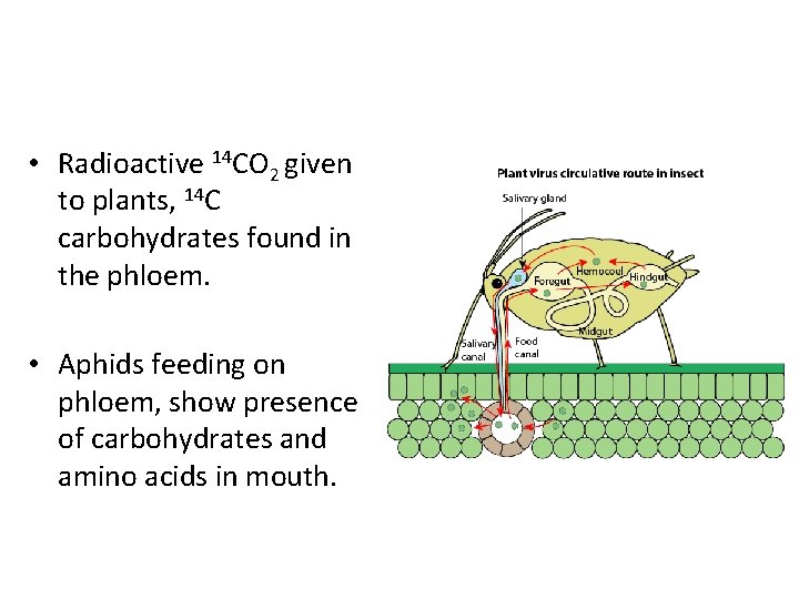  • Radioactive 14 CO 2 given to plants, 14 C carbohydrates found in