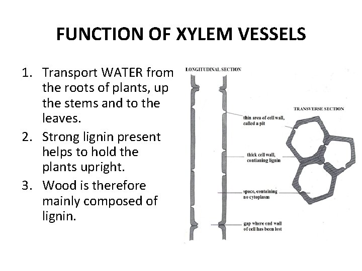 FUNCTION OF XYLEM VESSELS 1. Transport WATER from the roots of plants, up the