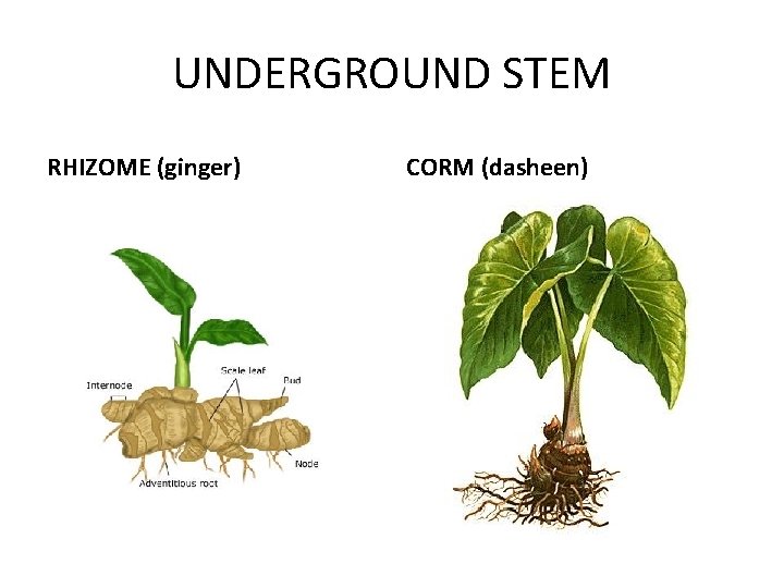 UNDERGROUND STEM RHIZOME (ginger) CORM (dasheen) 