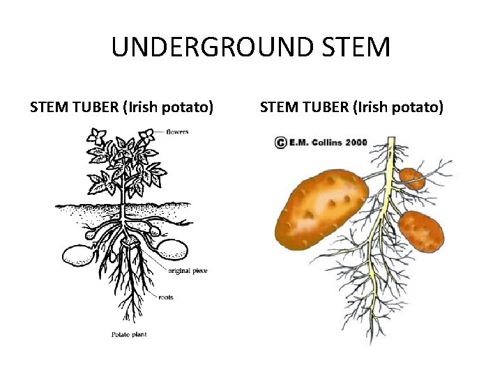 UNDERGROUND STEM TUBER (Irish potato) 