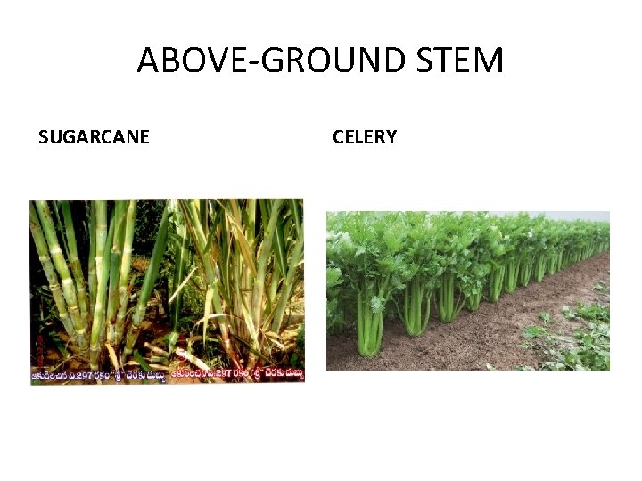 ABOVE-GROUND STEM SUGARCANE CELERY 