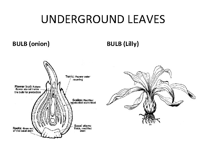 UNDERGROUND LEAVES BULB (onion) BULB (Lilly) 