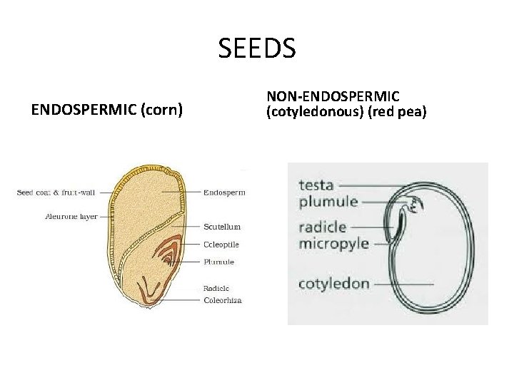 SEEDS ENDOSPERMIC (corn) NON-ENDOSPERMIC (cotyledonous) (red pea) 