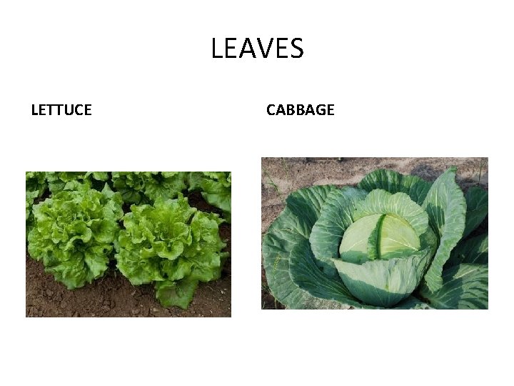 LEAVES LETTUCE CABBAGE 