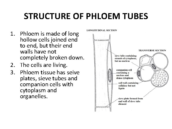 STRUCTURE OF PHLOEM TUBES 1. Phloem is made of long hollow cells joined end