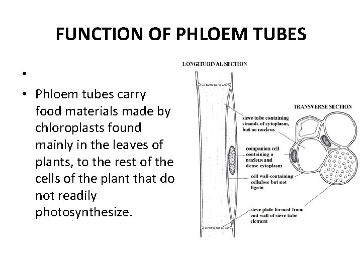 FUNCTION OF PHLOEM TUBES • • Phloem tubes carry food materials made by chloroplasts