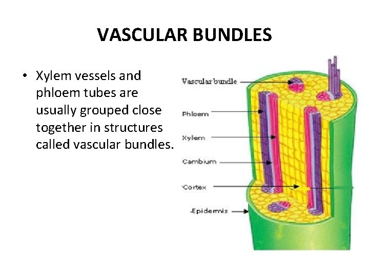 VASCULAR BUNDLES • Xylem vessels and phloem tubes are usually grouped close together in