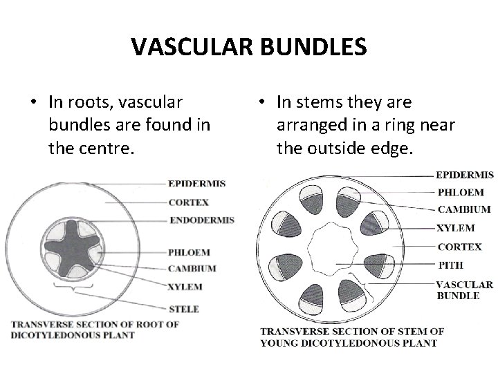 VASCULAR BUNDLES • In roots, vascular bundles are found in the centre. • In
